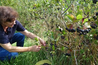 Biohof in Glauchau bietet Selbstpflückaktion an - Aroniabeeren zum Selbstpflücken. Katrin Hoffmann nutzt das neue Angebot des Biohofes Pöschmann in Glauchau.