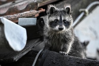 Biologe berichtet über tierische Neulinge im Erzgebirge: Sind sie willkommen oder nicht? - Junger Waschbär auf einem Dach. Die invasive Tierart ist bis in die Kammlagen des Erzgebirges vorgedrungen.