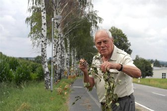 Birkenallee Geringswalde: Ein Fall für die Axt? - Werner Stephan, bis 1990 Bürgermeister in Altgeringswalde, muss konstatieren, dass die Birkenallee, die er damals mit pflanzte, stark geschädigt ist.