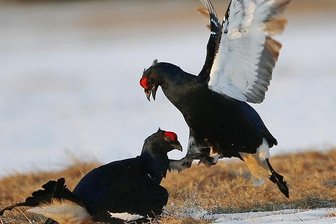 Birkhuhn: Forst und Vogelkundler finden Kompromisse für seltenes Tier - Birkhähne in der Balz. Dafür finden sich die Vögel auf bestimmten Plätzen im Frühjahr zusammen. 