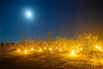 Bis fast -12 Grad: So eisig war die vergangene Nacht im Erzgebirge - Sülzetal (Sachsen-Anhalt): Auf einer Obstplantage brennen Frostschutzkerzen, um die Umgebungsluft zu erwärmen und die Pflanzen vor der Kälte zu schützen. Im Elbtal kämpften derweil sächsische Obstbauern in der Nacht auf Dienstag mit gleichen Mitteln gegen Frost und Minusgrade an.