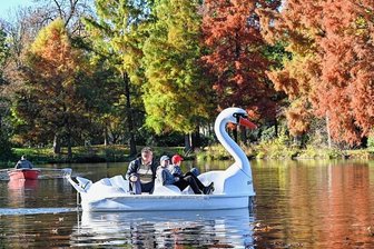Bis zu 25 Grad - der Sommer in Chemnitz kommt zurück und danach der Weihnachtsbaum - Die Schwäne auf dem Schloßteich in Chemnitz sind noch da und auch die anderen Boote stehen bereit. Kurz vor dem langen Wochenende waren Uwe Flath und seine Söhne Felix (Mitte) und Willy schon mal unterwegs.