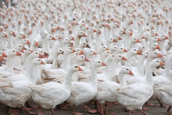 Bislang keine neuen Fälle von Vogelgrippe in Mittelsachsen - Die Vogelgrippe stellt für Geflügelhalter eine Gefahr dar.