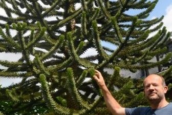 Bizarre Araukarie gedeiht prächtig auf der Juchhöh - Etwa 20 Jahre alt und knapp sechs Meter hoch ist die Chilenische Araukarie im Vorgarten von Michael Vogel auf der Ellefelder Juchhöh. Wie der Name verrät, stammt dieser Exot ursprünglich aus Südamerika. 