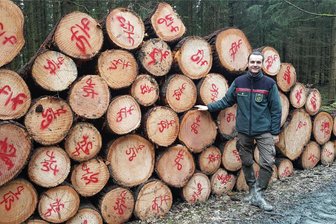 Blasenrost: Eine Pilzkrankheit setzt den Weymouthskiefer im Vogtland zu - Keine Neuanpflanzungen mehr - Christoph Schultis, Landeswaldrevierleiter in Bad Elster, mit geschlagenen Weymouthskiefern. Die Zeit der vor gut einem Jahrhundert auch ins Vogtland geholten Baumart geht dem Ende entgegen.