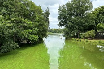 Blaualgen im Chemnitzer Schloßteich: Stadt weist auf Badeverbot hin - Schon im Juli (Bild) war das Algenwachstum im Schloßteich deutlich zu sehen.