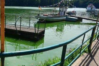 Blaualgen in der Talsperre Kriebstein - Aktuell ist das Wasser im Stausee grün gefärbt.