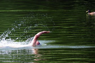 Blaualgen sind weg: Großhartmannsdorfer Teich lädt wieder zum Baden ein - Wer zum Schwimmen ein Naturgewässer sucht, ist in Großhartmannsdorf richtig.
