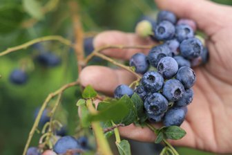 Blaubeeren sammeln im Erzgebirge: Lohnt sich die Suche, und was ist erlaubt? - So oder so ähnlich könnte es auch aussehen, wenn man im Moment in den Erzgebirgswäldern unterwegs ist.