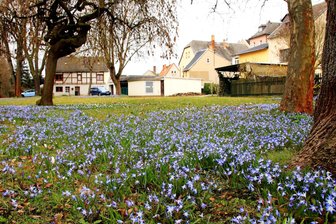 Blausterne erobern Pausaer Albertplatz - Blausterne am Albertplatz in Pausa sind ein echter Hingucker.