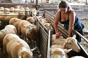 Blauzungenkrankheit bei Schafen und Rindern: Darf man das Fleisch kranker Tiere essen? - Poix-Terron in Frankreich: Eine landwirtschaftliche Angestellte impft Schafe gegen die Blauzungenkrankheit.