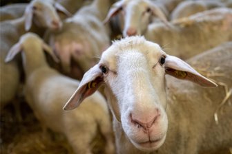 Blauzungenkrankheit im Raum Freiberg nachgewiesen: Erster Fall in Mittelsachsen - Kann für Tiere tödlich verlaufen: Die Blauzungenkrankheit ist bei einem Schaf (Symboldbild) im Raum Freiberg nachgewiesen worden.