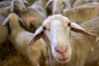 Blauzungenkrankheit in Tierbeständen im Vogtland: Verdachtsfall hat sich bestätigt - Seuche breitet sich aus - Schafe und Rinder vor allem werden von der Blauzungenkrankheit befallen.