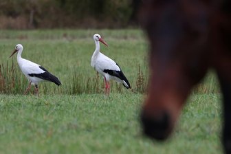Bleiben oder Wegziehen? So verhalten sich die Störche in Westsachsen - Die Waldenburger Störche auf einer Wiese im Grünfelder Park.