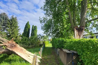 Blitz spaltet Kastanie in Netzschkau: Stadt spricht von Sicherheitsrisiko - Netzschkau, Gartensparte Prießnitz: Da hat ein Blitz ganze Arbeit geleistet.