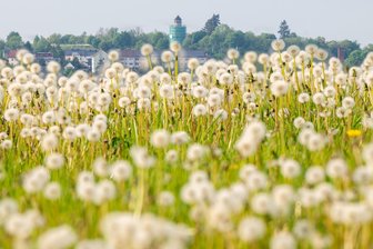 Blühende Blütenpracht in Plauen - Blumenwiese in Weiß, im Hintergrund der Neundorfer Wasserturm.