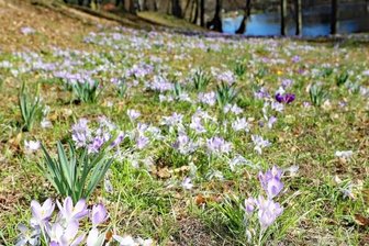 Blühende Pracht im Bürgerpark - 