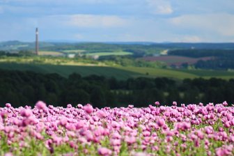 Blühender Mohn verhilft zu Preis - Das Siegerbild, das bei Niederlungwitz aufgenommen wurde, zeigt ein Mohnfeld. Im Hintergrund sind die Konturen von St. Egidien zu sehen. 