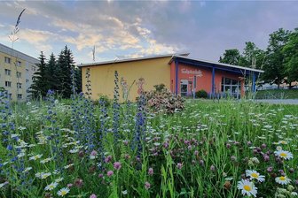 Blühwiese macht im mittleren Erzgebirge Kurzschnitt Konkurrenz - In voller Blüte steht derzeit die Blumenwiese an der Zschopauer Schwimmhalle. Die Idee dazu hatte Kerstin Rümmler, Geschäftsführerin der Grundstücks- und Gebäudewirtschafts GmbH Zschopau. 