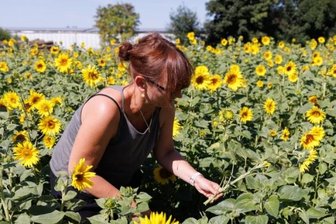 Blumen frisch vom Feld - 