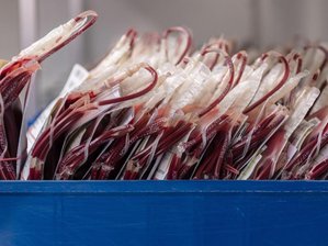 Blutspenden in Sachsen dringend erforderlich - Lage prekär - Blutkonserven liegen in Kisten im Kühlraum beim DRK-Blutspendedienst Nord-Ost.