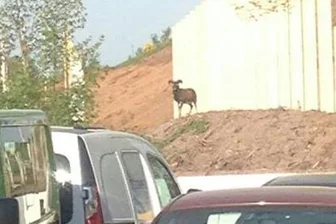 Bock verirrt sich in die Zwickauer Innenstadt - Virginia Pfeifer hat das Tier an der Bürgerschacht Straße in Zwickau gesehen, fotografiert und uns über Facebook zugeschickt.