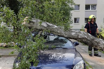 Böe entwurzelt Birke -