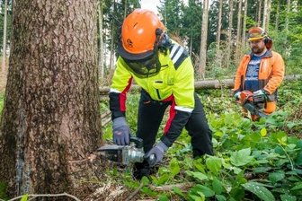Böse Überraschung: Borkenkäfer meldet sich unerwartet zurück - Waldarbeiter Marius Miu (vorn, hinten Martin Ehnert) setzt im Thesenwald zwischen Sorgau, Grundau und Ansprung an eine vom Borkenkäfer befallene, 130 Jahre alte Fichte einen mechanischen Fällkeil an. 