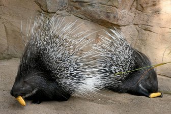 Bolek auf Abwegen: Polizei fängt Stachelschwein ein - 