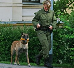 Sprengstoffsuchhund Ricoh