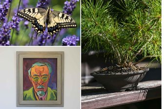 Bonsai, Schmetterlinge und Schmidt-Rottluff: Neun Tipps für das Wochenende in Chemnitz - Am Wochenende finden in Chemnitz viele spannende Veranstaltungen statt.