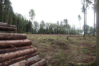Borkenkäfer frisst sich weiter durch heimische Wälder - Kahlschläge, wie hier auf Fraureuther Flur, sind in den hiesigen Wäldern oft zu sehen. Grund sind Borkenkäferbefall, aber auch die zurückliegenden Dürrejahre, die die Bäume zusätzlich geschwächt haben.