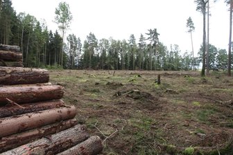 Borkenkäfer frisst sich durch die Region - Kahlschläge, wie hier auf Fraureuther Flur, sind in den hiesigen Wäldern oft zu sehen. Grund sind Borkenkäferbefall, aber auch die zurückliegenden Dürrejahre, die die Bäume zusätzlich geschwächt haben.