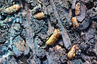 Borkenkäfer-Gefahr im Garten: Was Grundstücksbesitzer jetzt wissen müssen - So sieht es aus, wenn sich Borkenkäfer Gänge durchs Holz fressen. Manche Arten können mehrere Kilometer weit fliegen und auch Bäume in Privatgärten befallen.
