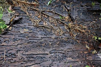 Borkenkäfer greift Oelsnitzer Stadtwald an: 600 Bäume müssen gefällt werden - Fraßspuren des Borkenkäfers an der Rinde eines befallenen Baums. Der Schädling wütet im Oelsnitzer Stadtwald.