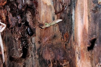 Borkenkäfer hält Wälder im Landkreis Zwickau im Griff - Schadholzmenge wieder gestiegen - Der Buchdrucker ist die Art Borkenkäfer, die unsere heimischen Fichten vernichtet. Eine Rettung gibt es nicht.
