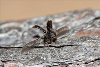Borkenkäfer: Oberes Vogtland bislang noch „Insel der Glücksseeligen“ - Der Borkenkäfer, gefährlicher Feind der vogtländischen Wälder. Die zweite Generation des Jahres 2023 steht kurz vor dem Ausfliegen.
