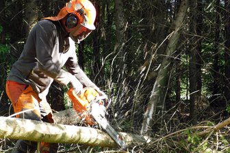 Borkenkäferbefall im Erzgebirgswald: Dieses Jahr könnte es noch schlimmer werden - Franz Uhlmann beseitigt im Forstrevier Borstendorf Schneebruch.