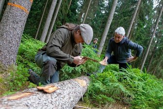 Borkenkäferbefall in vogtländischen Wäldern: Neuer Weg im Kampf gegen den Schädling - Forstwirtschaftsstudent Martin Größel (links) und Ruheständler Klaus Schür auf der Suche nach Borkenkäfern zwischen Tobertitz und Rößnitz. Revierförster Eric Specht (im Hintergrund) ist dankbar für die Hilfe. 