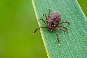 Borreliose: Anzahl der Fälle steigt -