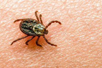 Zecken übertragen Borreliose.