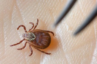 Borreliose-Erkrankungen nach Zeckenstichen: Fallzahlen im Erzgebirge entwickeln sich anders als im Freistaat - Der Gemeine Holzbock ist Hauptüberträger für Borreliose- und FSME-Erkrankungen.