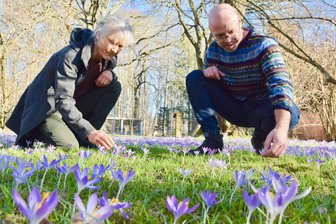 Botanischer Garten Chemnitz: Samen aus der ganzen Welt, die Rückkehr der Schmetterlinge und eine Privatspende - Jeanette Quegwer und Sten Gillner inmitten blühender Krokusse im Botanischen Garten.