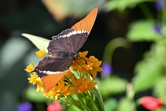 Botanischer Garten Chemnitz: Sommerfest im Zeichen der Insekten -