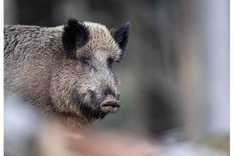 Brand-Erbisdorf: Auto kollidiert mit Wildschwein – Tier verendet - Nahe Brand-Erbisdorf kollidierte ein Auto mit einem Wildschwein.