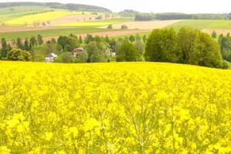 Rapsanbau in Mittelsachsen