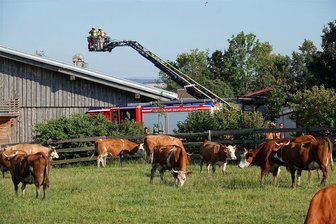 Brand von Solardach in Nossen: 120 Kühe unversehrt aus Stall gerettet - In Mahlitzsch, einem Ortsteil von Nossen, ist es am Dienstag zu einem Brand in einem Kuhstall gekommen.