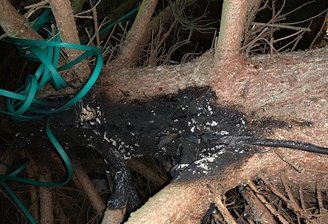 Brandanschlag auf Reichenbacher Weihnachtsbaum -
