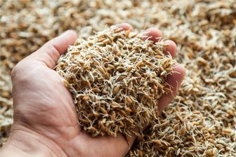 Braugerste aus dem Erzgebirge: Bauernland verkauft 2800 Tonnen in Bayern - Bei der Herstellung von Malz wird die Gerste kurz angekeimt und anschließend wieder getrocknet.