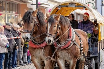 "Brenzlig kann es immer mal werden" - Genügend Platz gab es nach Meinung von Lukas Scholz, der mit Kutsche und Weihnachtsmannmütze am Umzug teilnahm. Angespannt waren zwei seiner Rheinisch-Deutschen Kaltblüter.